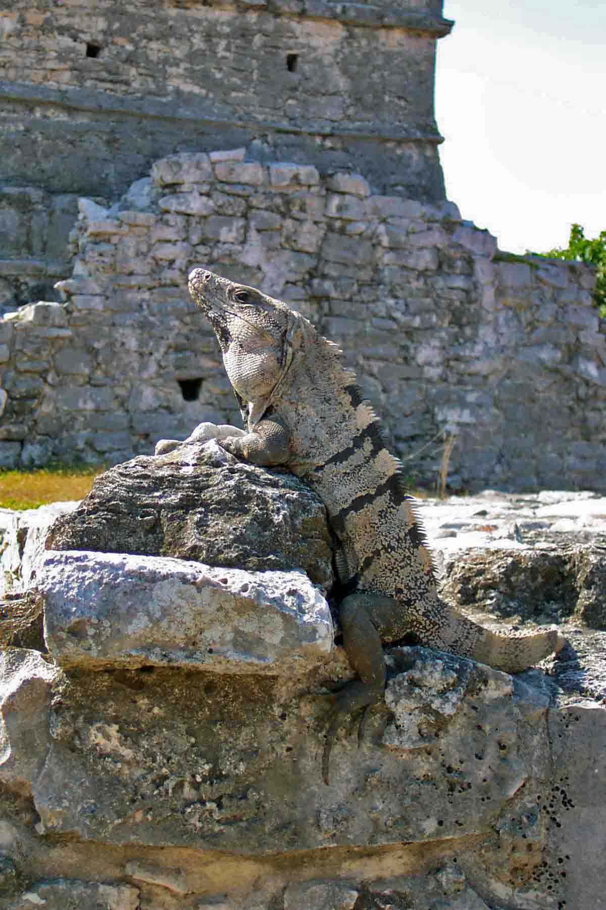 Iguana