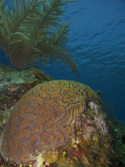 IMG_0321_2-Brain_Coral