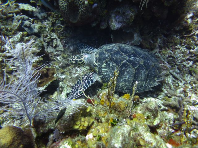 IMG_0479-Turtle