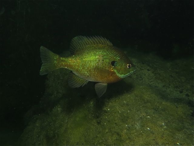 IMG_1733-Bluegill1