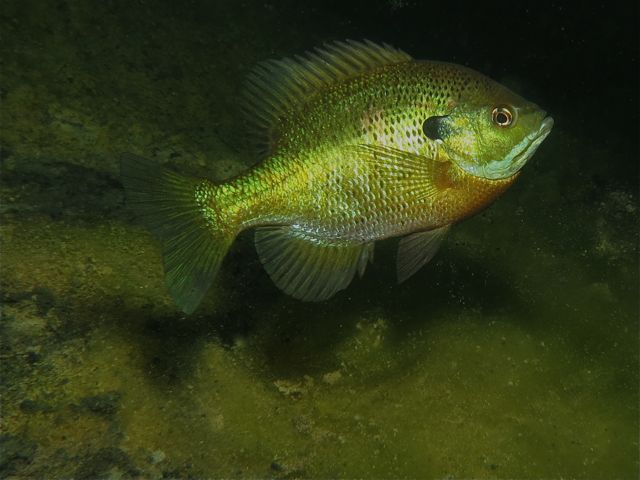 IMG_1735-Bluegill2