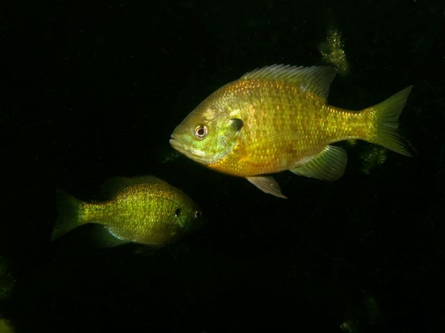 IMG_1738-Bluegill3