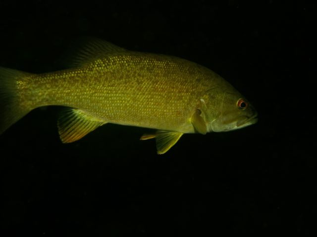 IMG_1782-Bass1