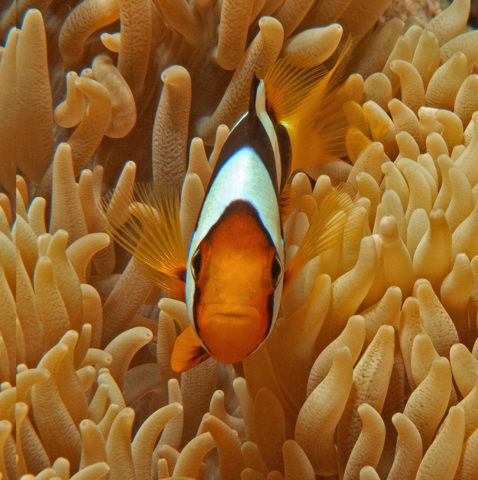 IMG_7771_Clownfish