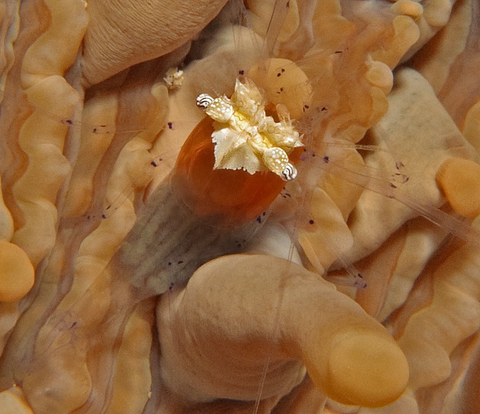 IMG_7844_Anemone_Shrimp_With_Eggs