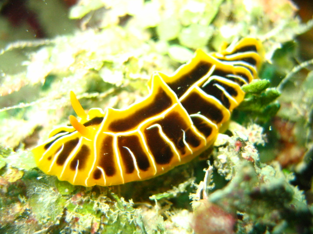 IMG_nudibranch