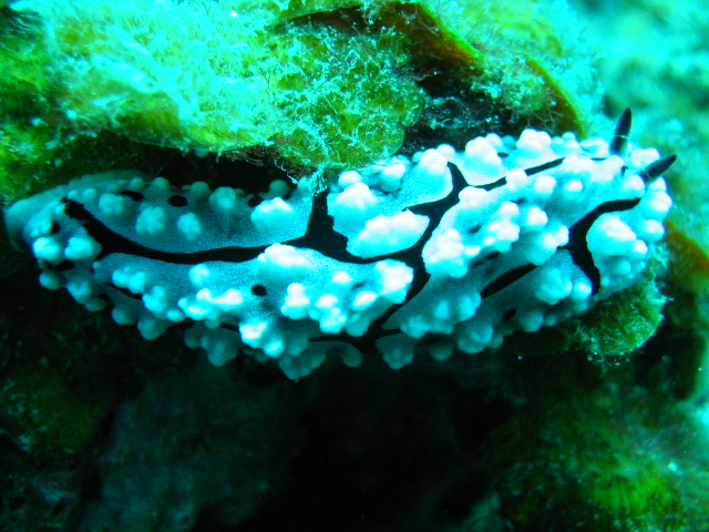 IMG_Nudibranch3