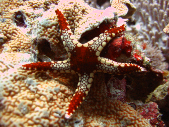 IMG_Seastars