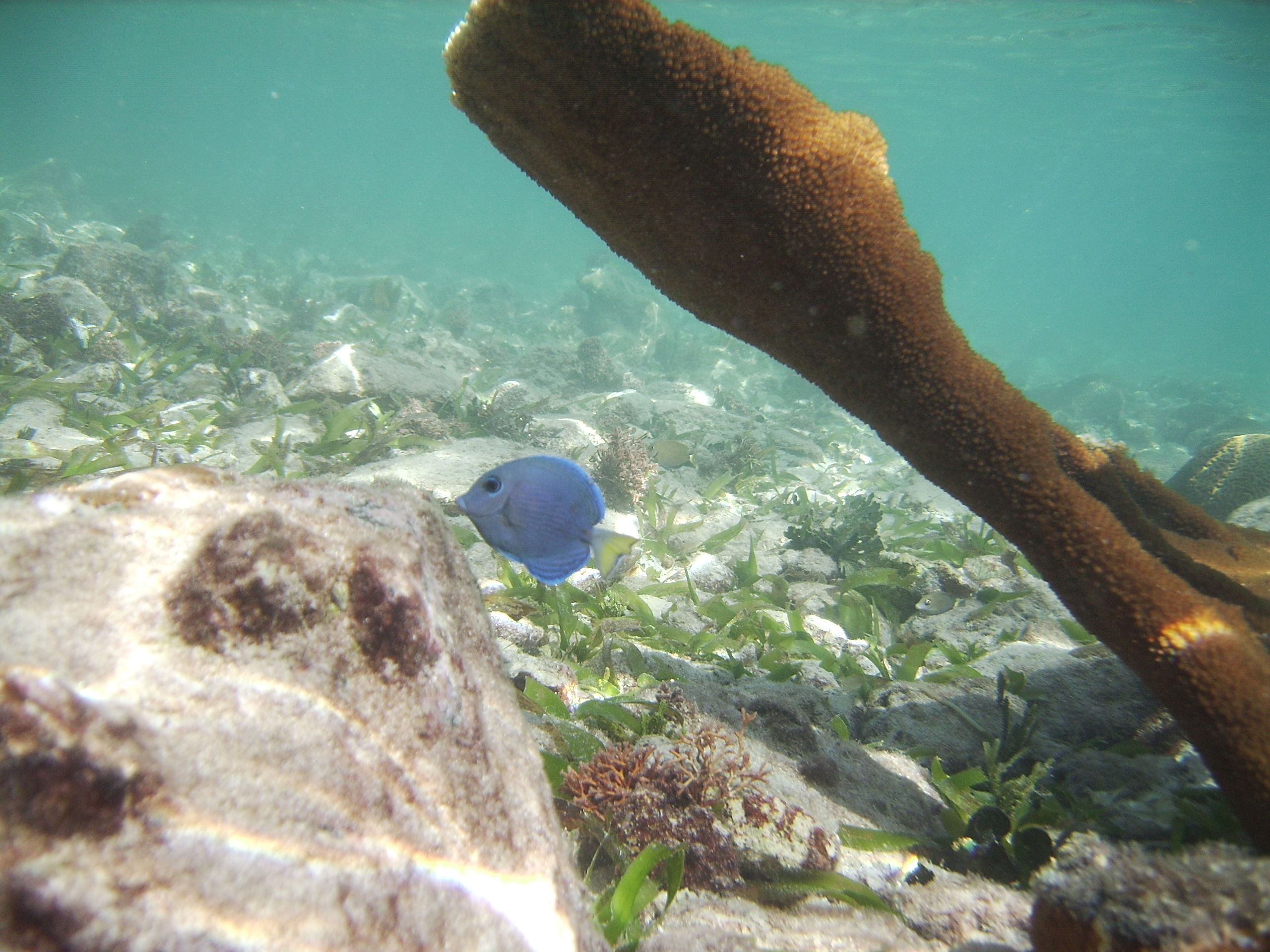 In the shollows/ St John/ Snorkeltrip