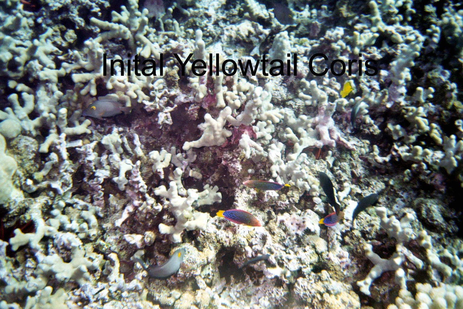 inital Yellowtail Coris