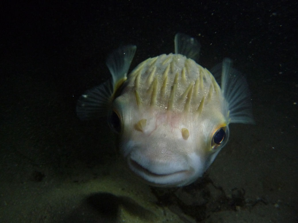 Inquisitive Diodon nichthemeris (Globefish)