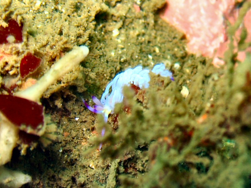 Interesting Nudi