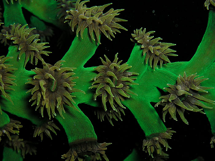 Iridescent Green Coral