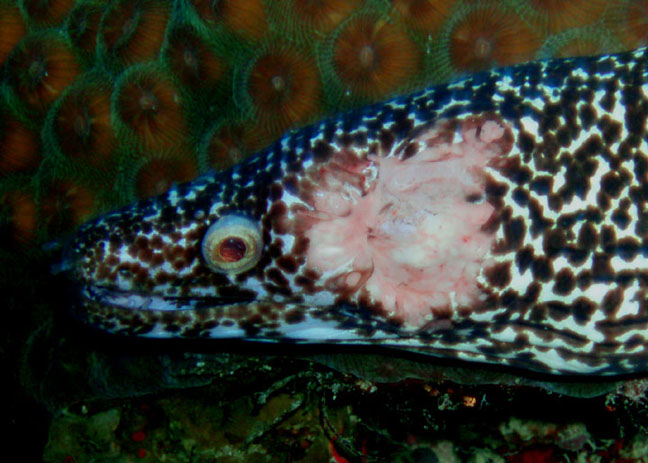 Irrigated Moray