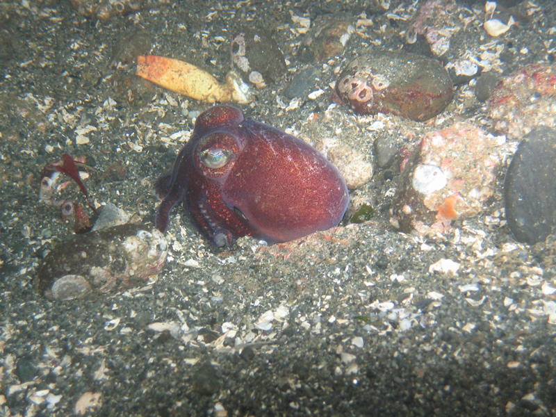 Is it a stubby squid or a cuttlefish?