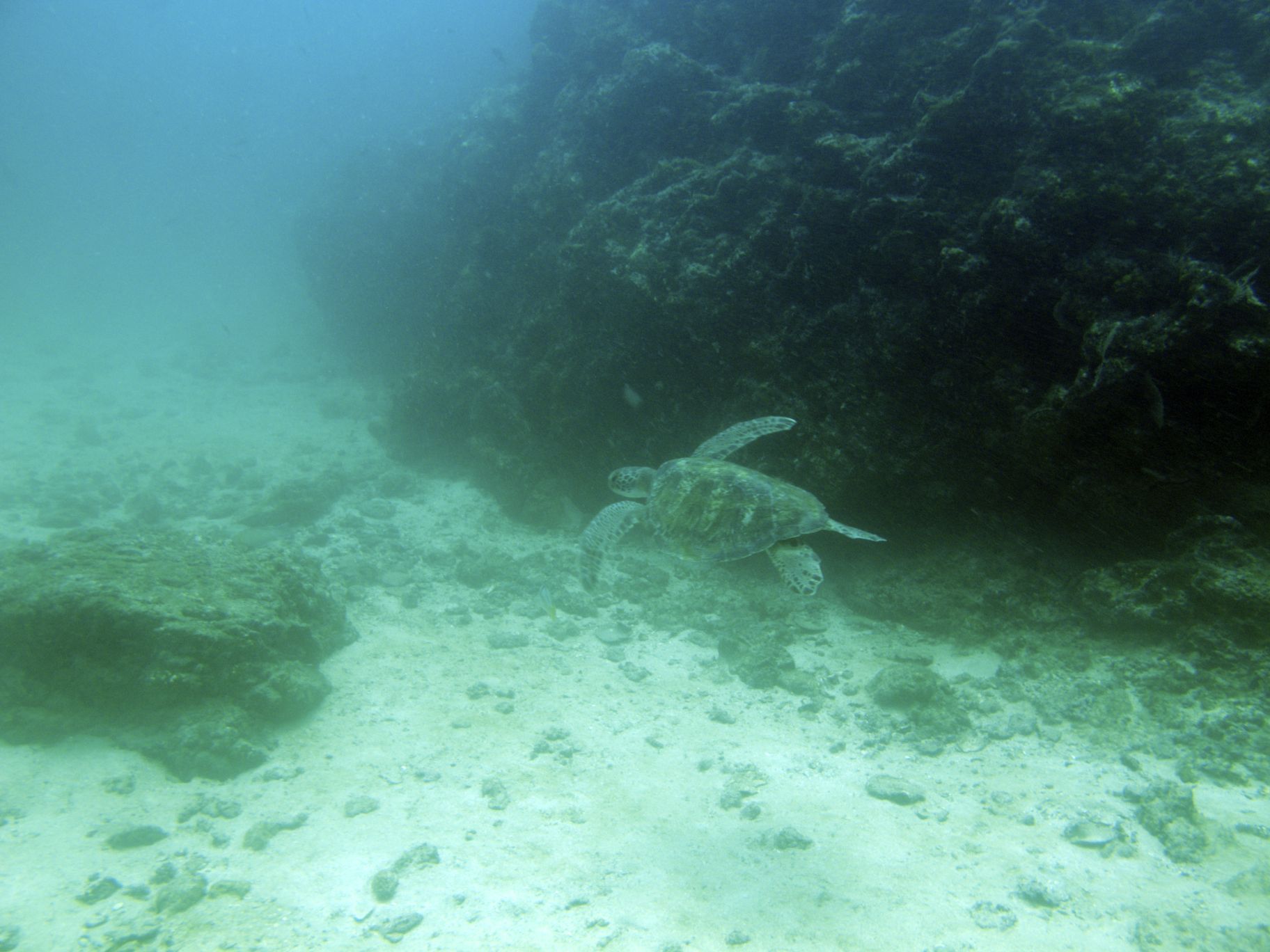 Isla Del Cano Diving - Costa Rica