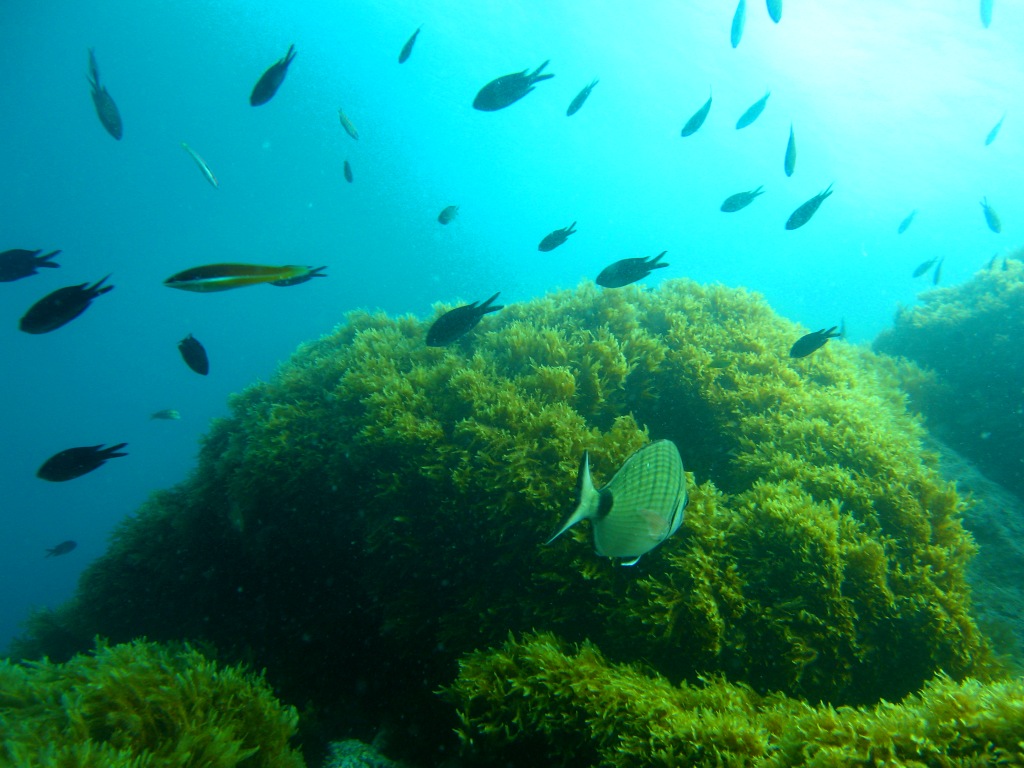 Isla Homigas Marine Reserve Cabo de Palos Spain