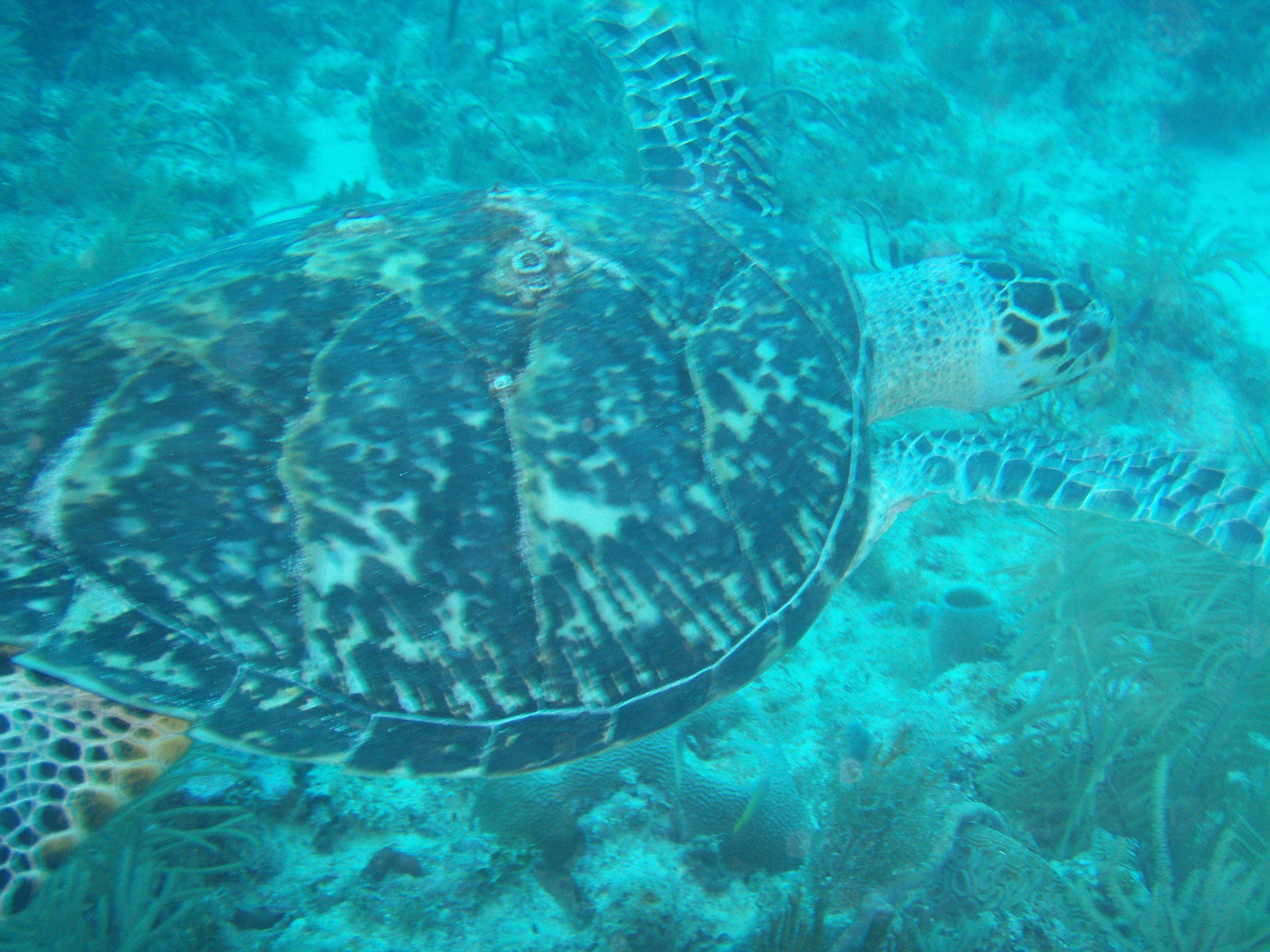 Islamorada images ScubaBoard