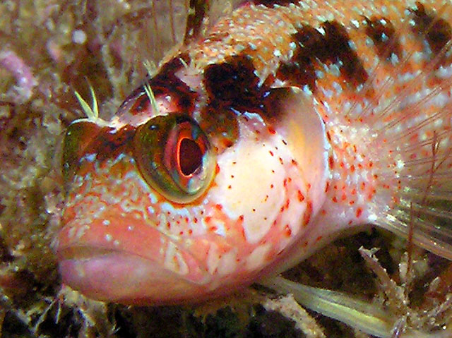 Island kelpfish close-up
