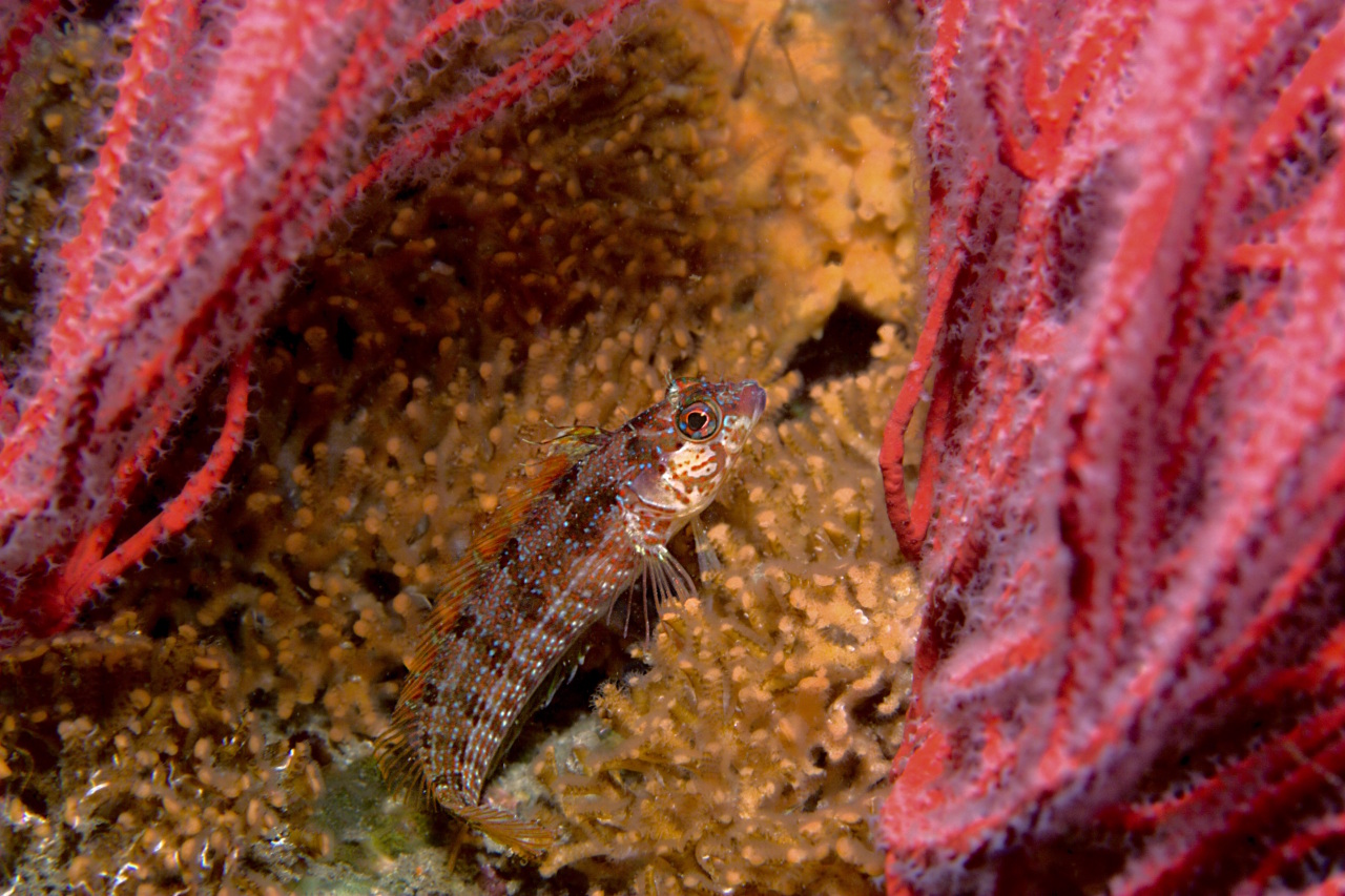 Island Kelpfish Hiding Between Gorgonians