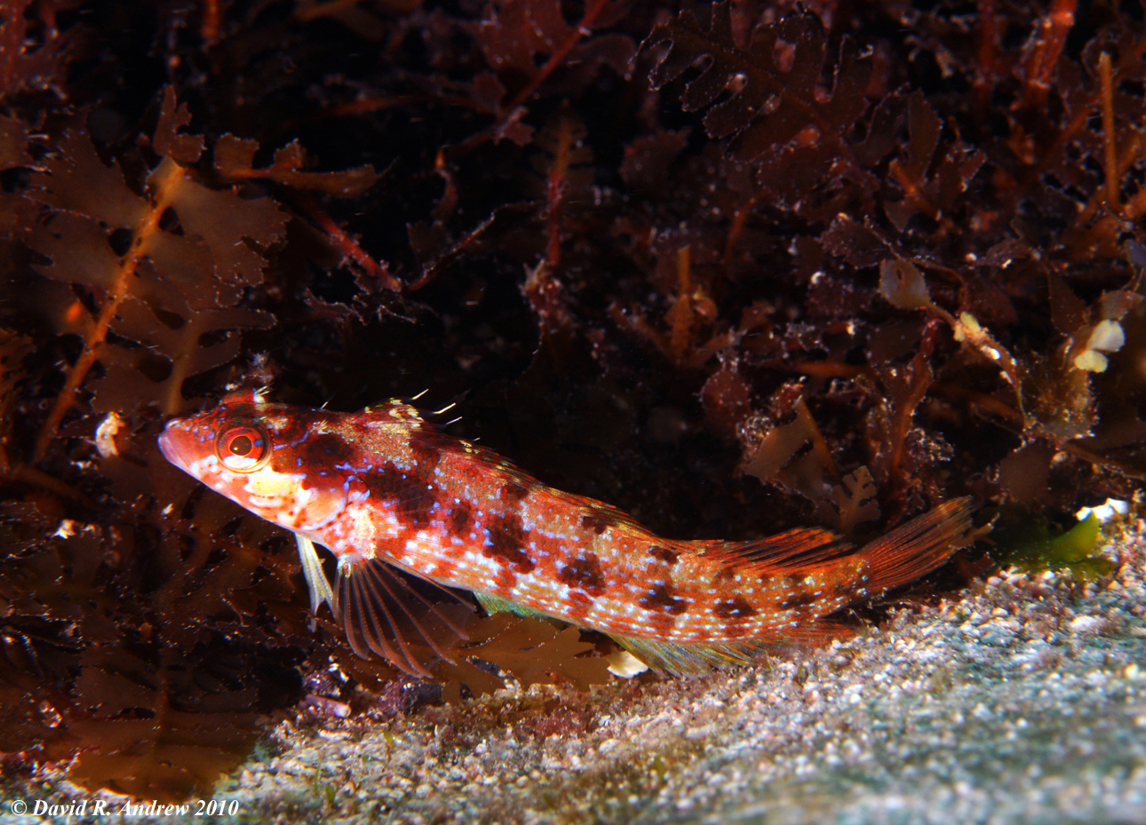 Island Kelpfish