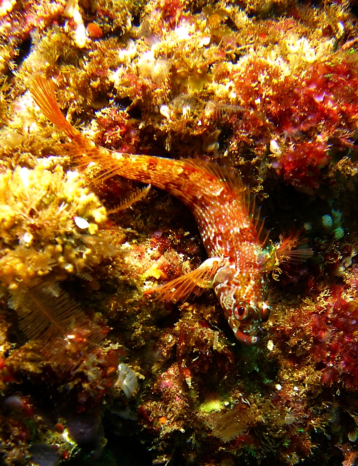 Island Kelpfish