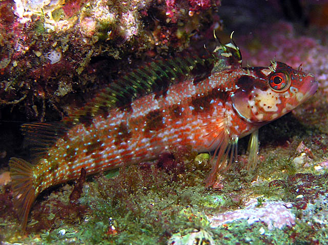 Island kelpfish