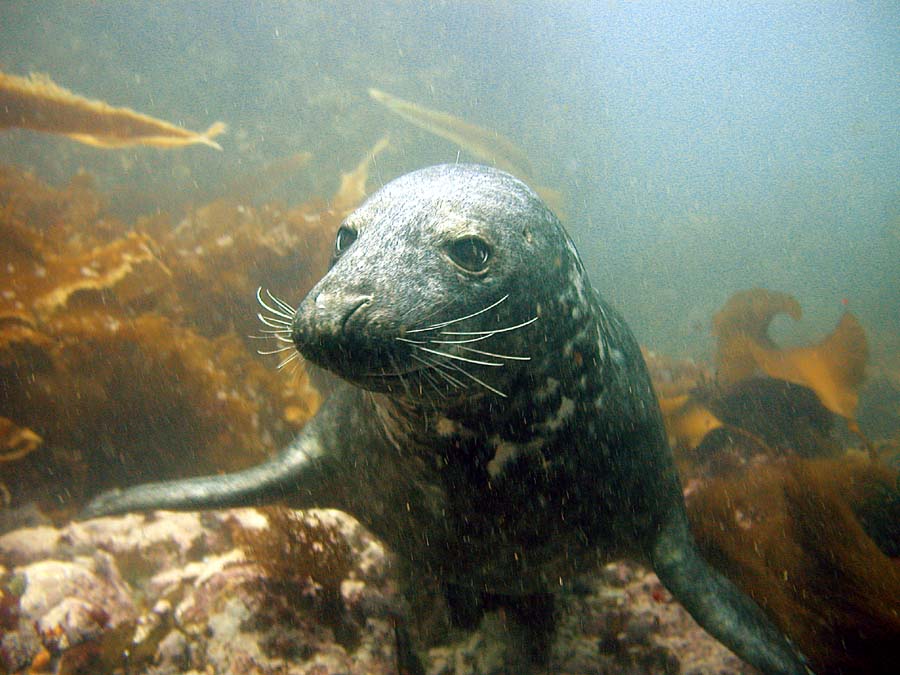 Isles of Shoals Seal Dive 080308
