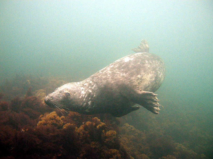 Isles of Shoals Seal Dive 080308