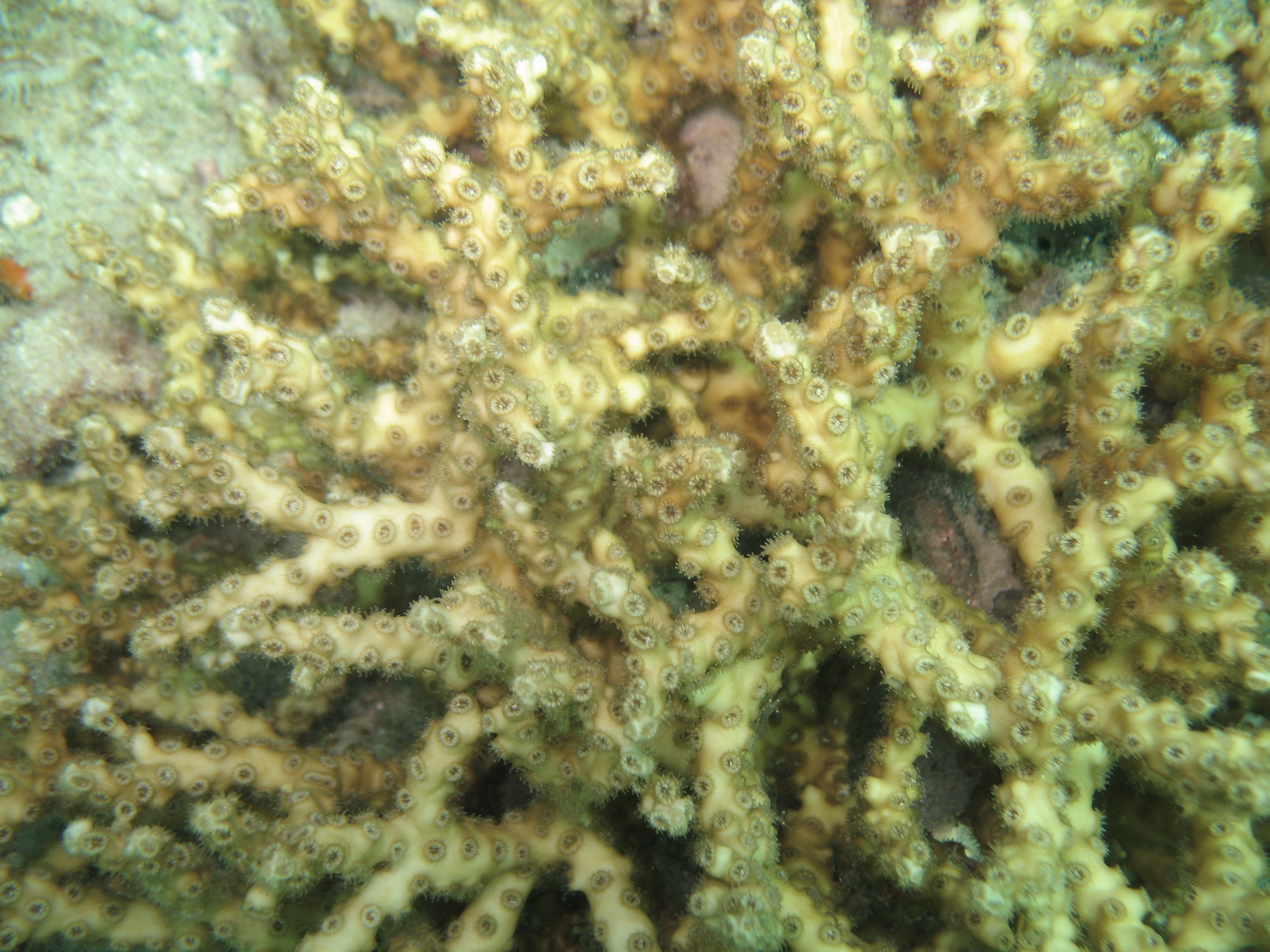 Ivory Bush Coral Lauderdale by the Sea Snorkel Pics