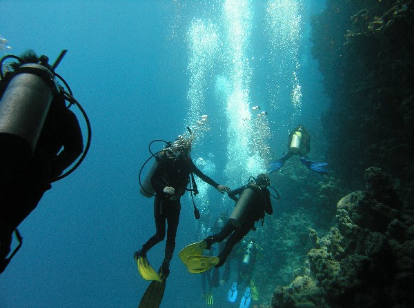 Jack Fish Alley - Red Sea