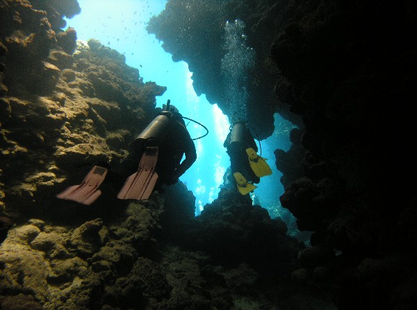 Jack Fish Alley - Red Sea