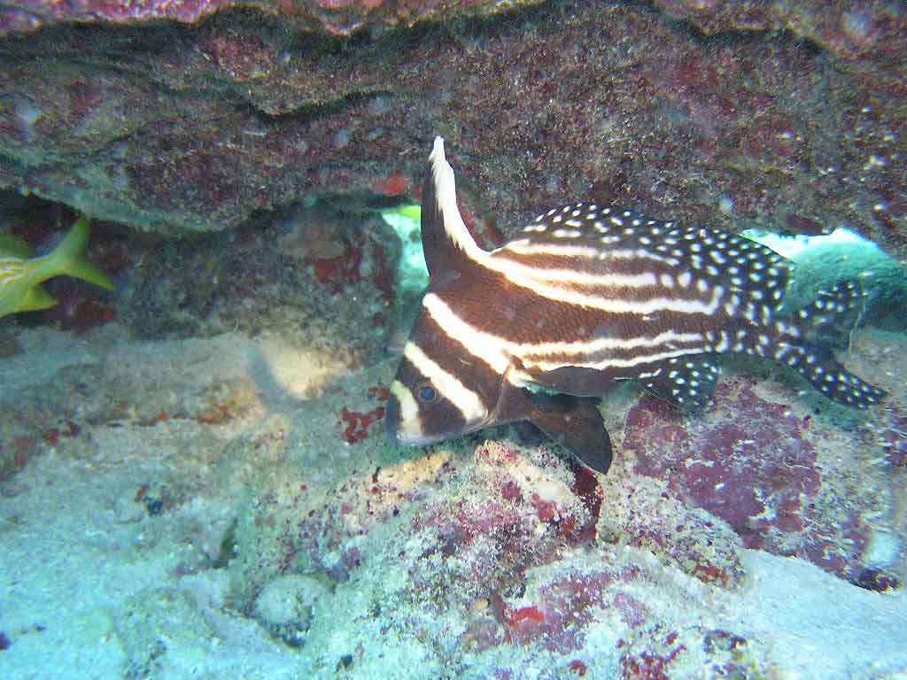 Jack Knife Fish - Mollasses Reef Key Largo Florida