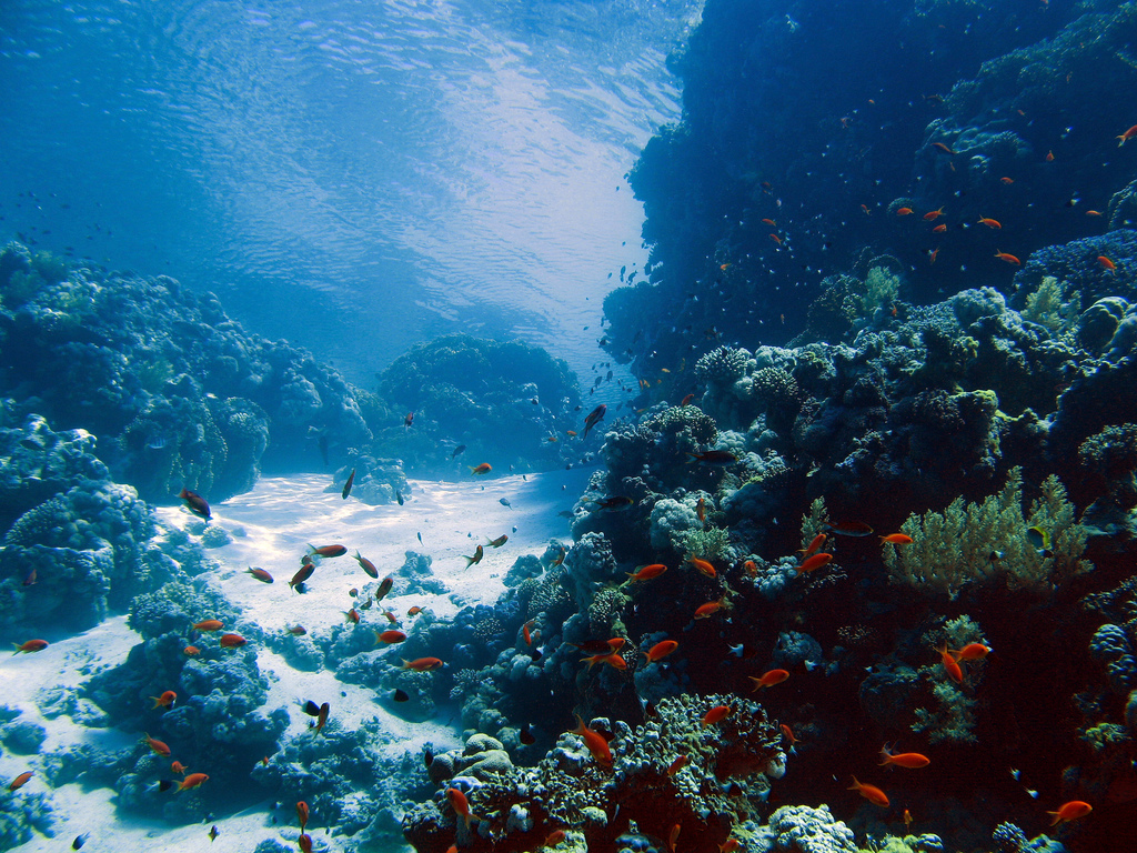 Jackson Reef Red Sea