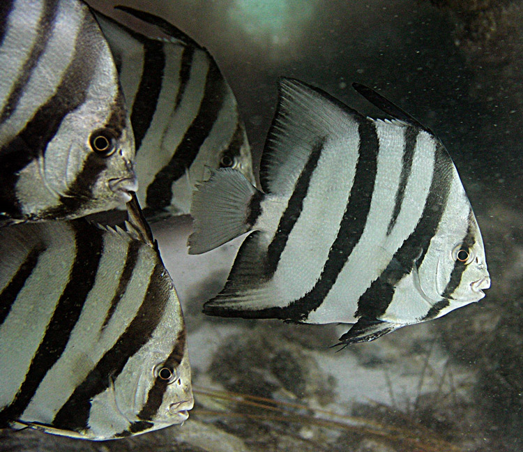 Jail Break- destin jetties