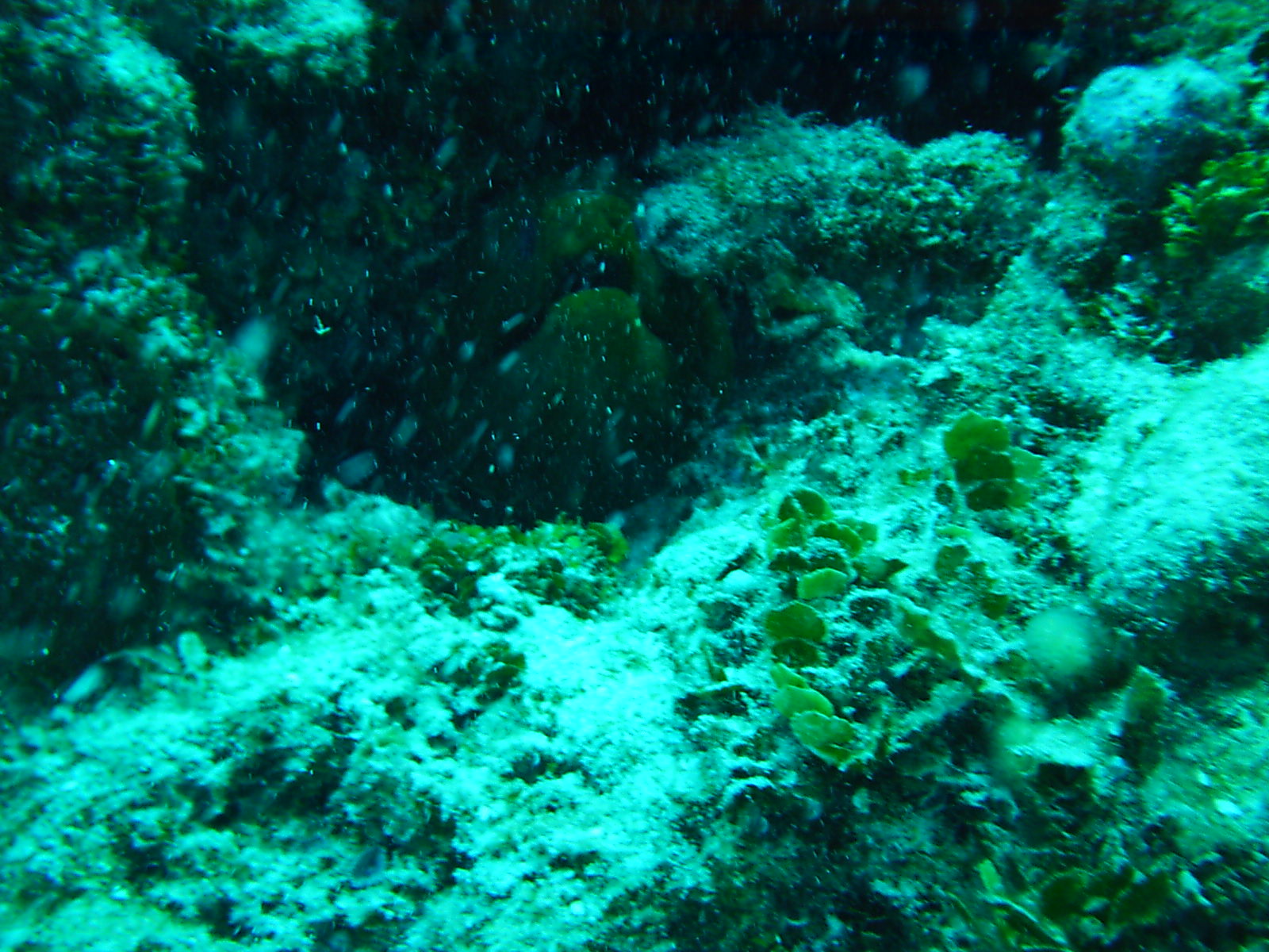 Jamaica - green moray hiding