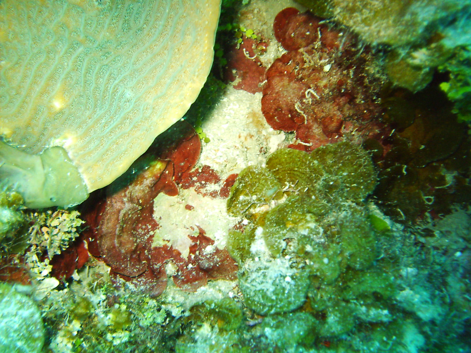 Jamaica - Multi-corals