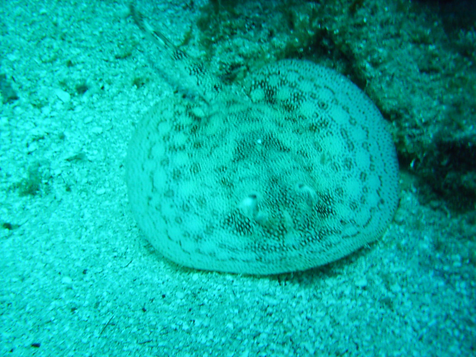 Jamaica - Small spotted stingray