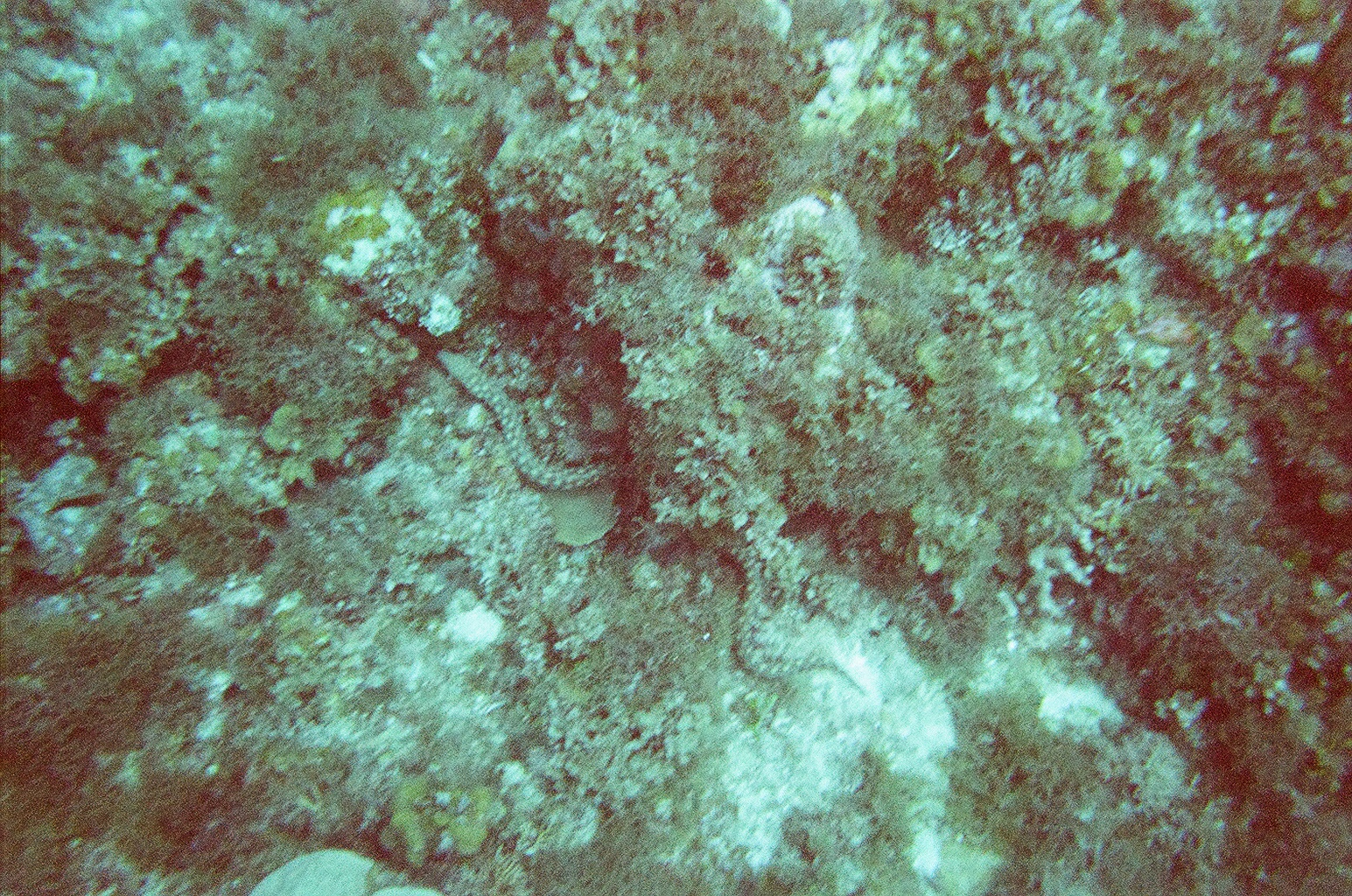 jamaica