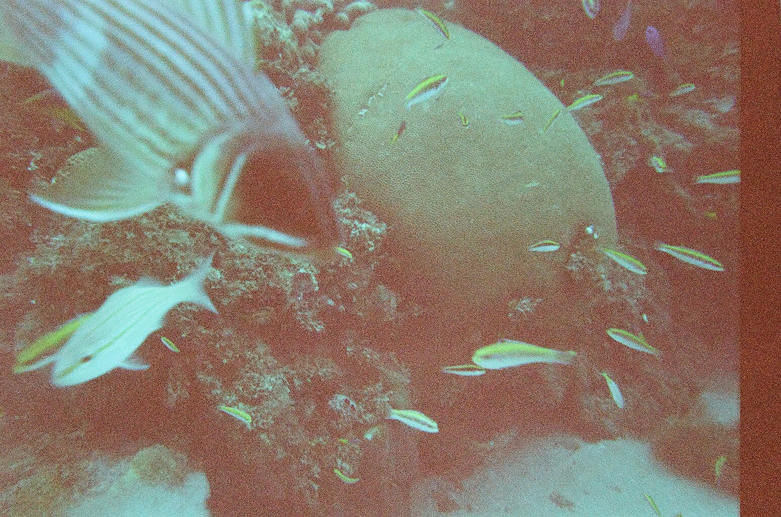 jamaica
