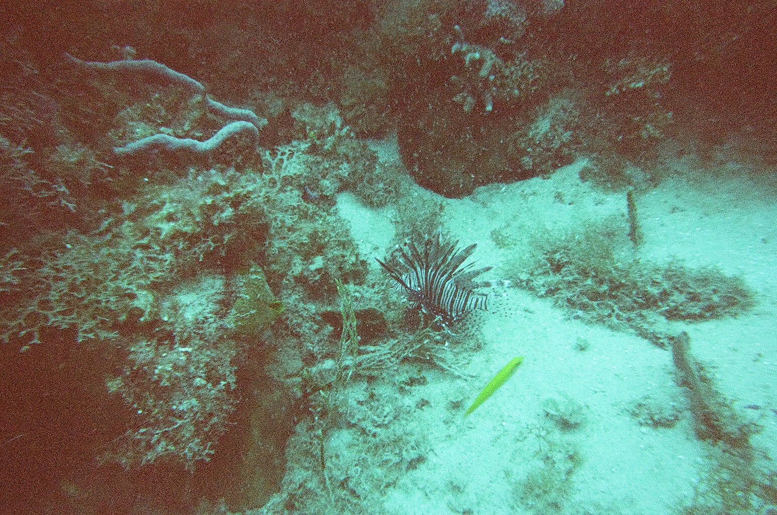 jamaica