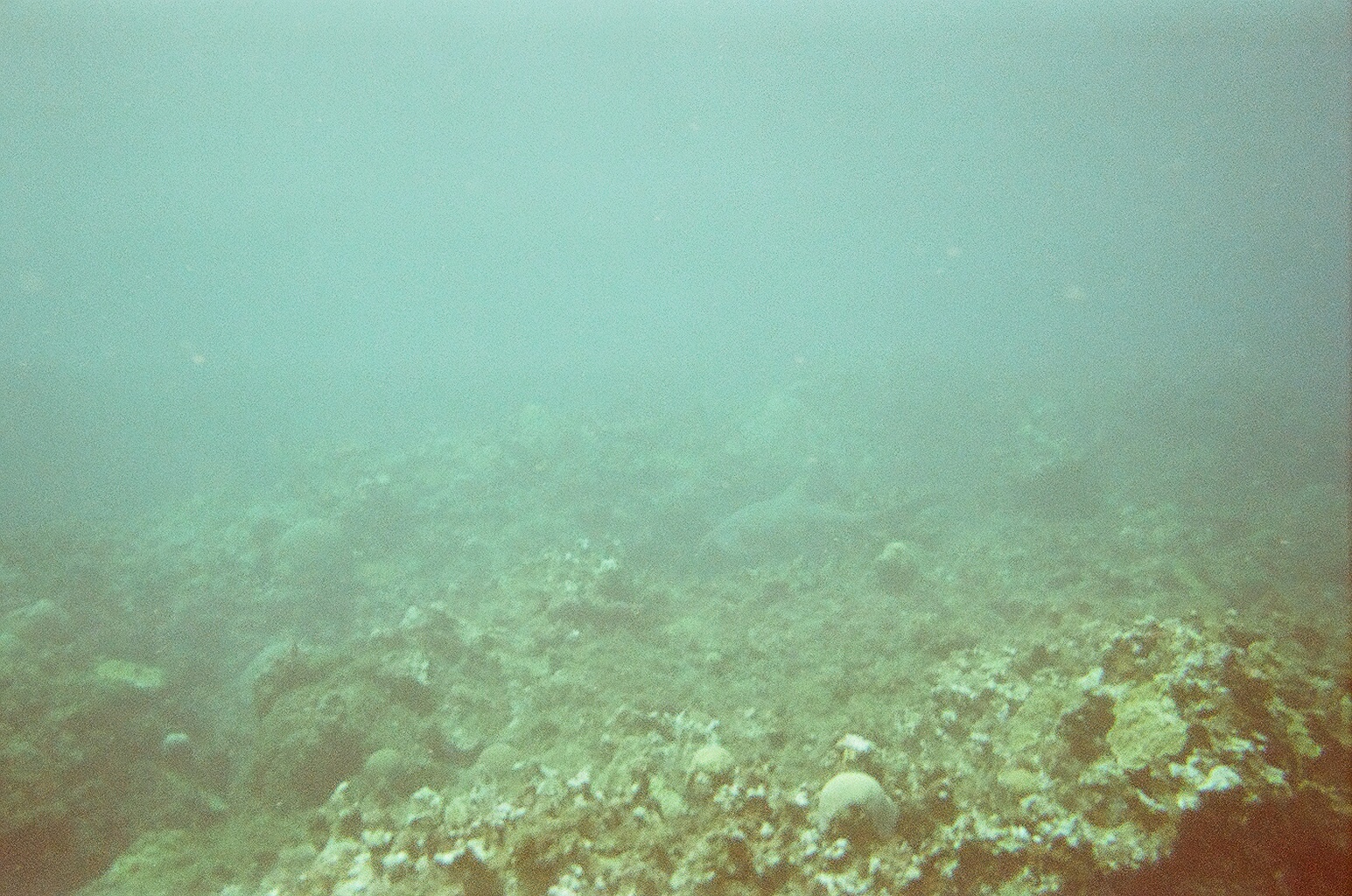 jamaica