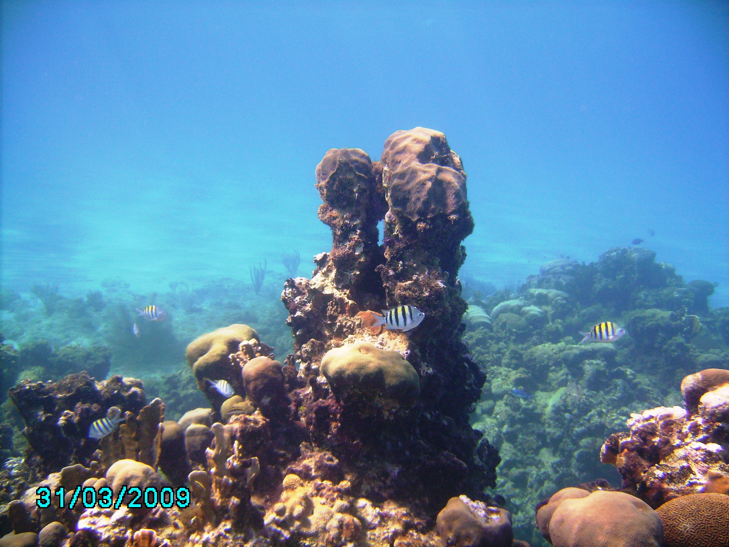 Jamaican Head Coral