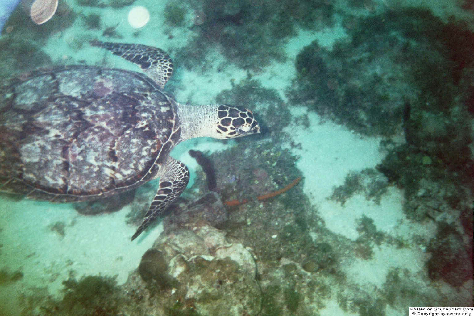 Jamaican Sea Turtle