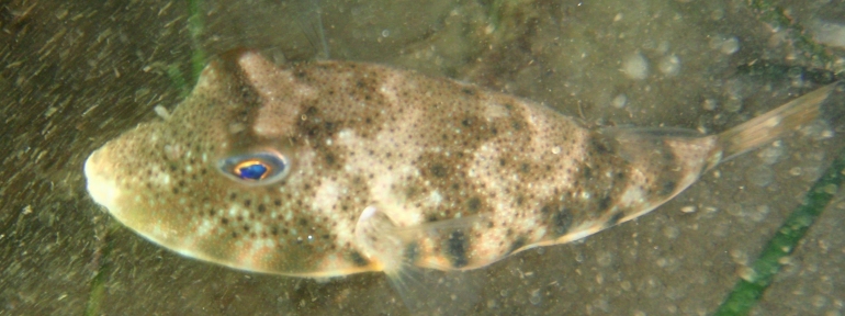 Jamestown_RI_9-29-10-northern-puffer_1_