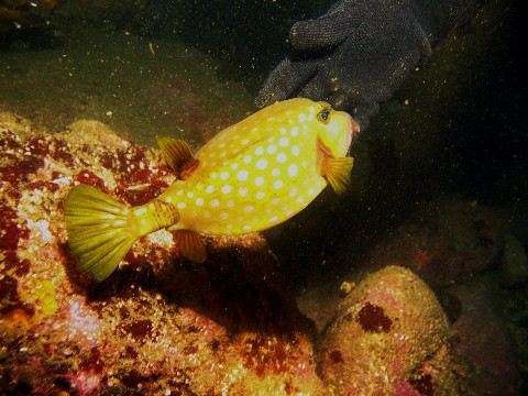 Japan Diving