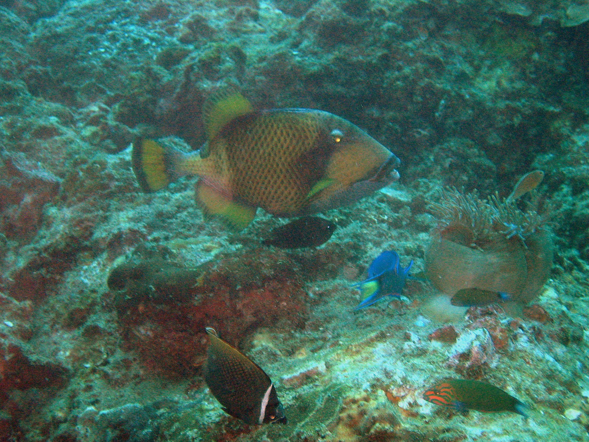 Japanese Gardens reef