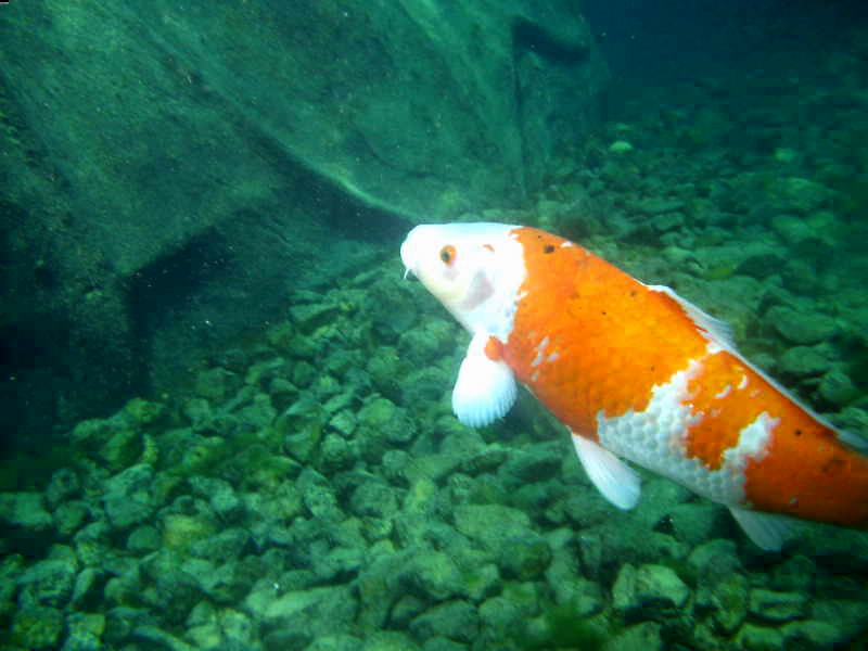 Japanese Goldfish