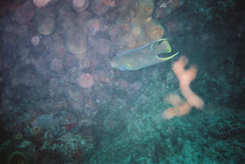 Jardines reef Playa del Carmen