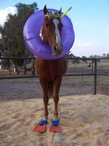 Jarred's Seahorse :)